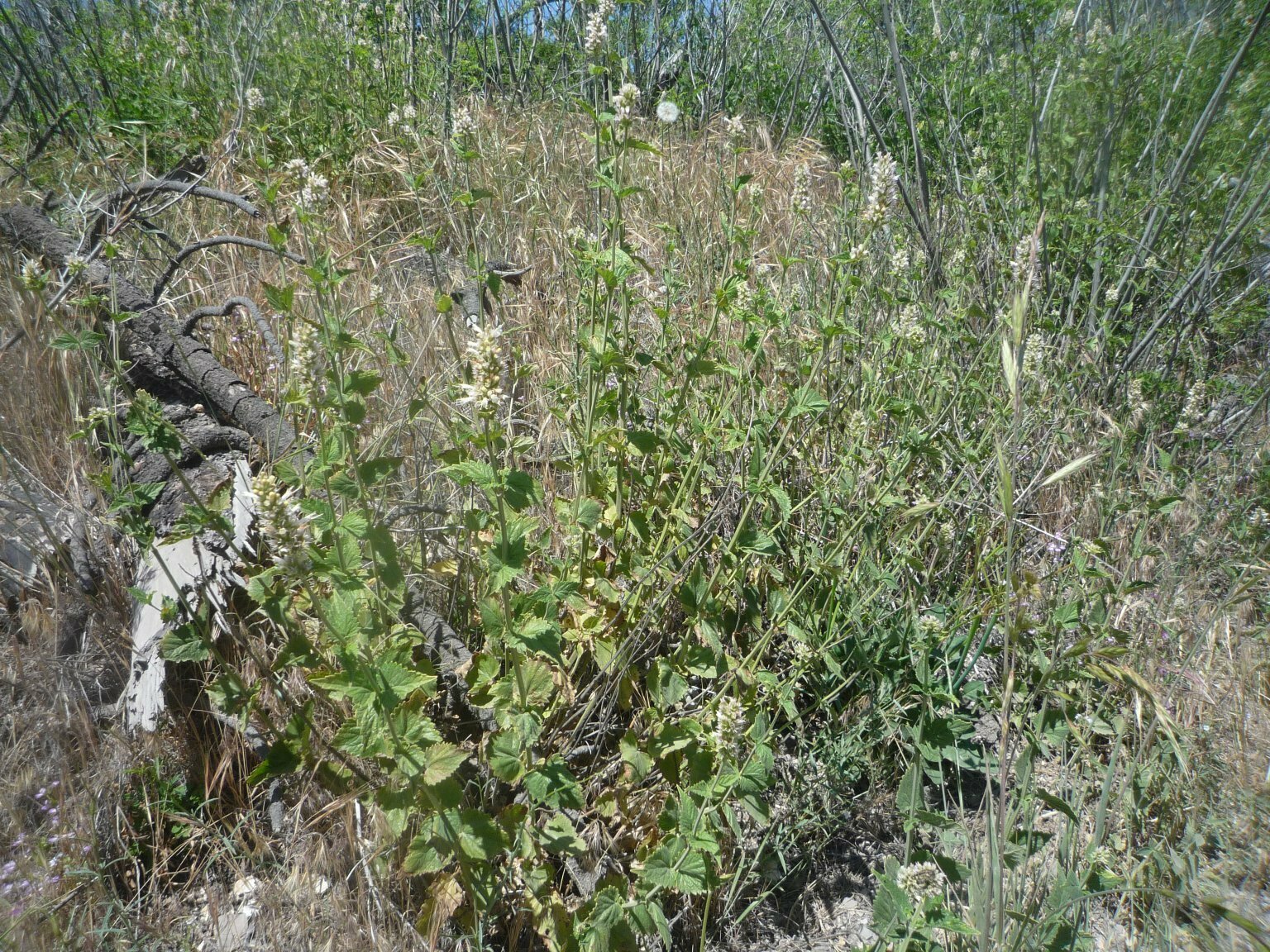 High Resolution Agastache urticifolia Plant